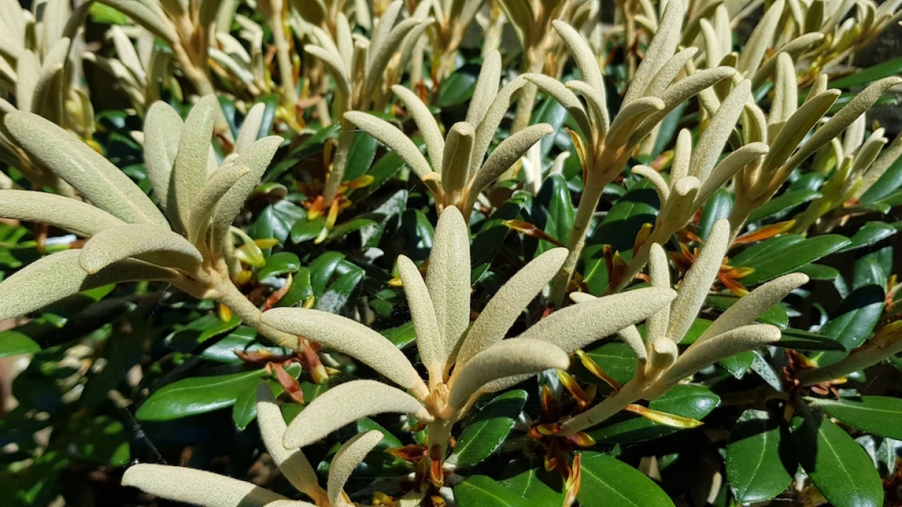 R. yakushimanum 'Schneekissen'